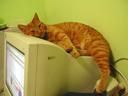 cat_comp.jpg
