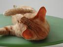 holisticat.jpg