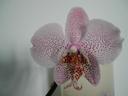 orchid.jpg