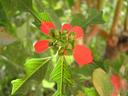 red_flower.jpg