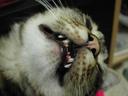scary_cat.jpg